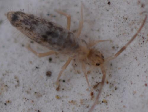 Réf. 257 581 : Seira domestica